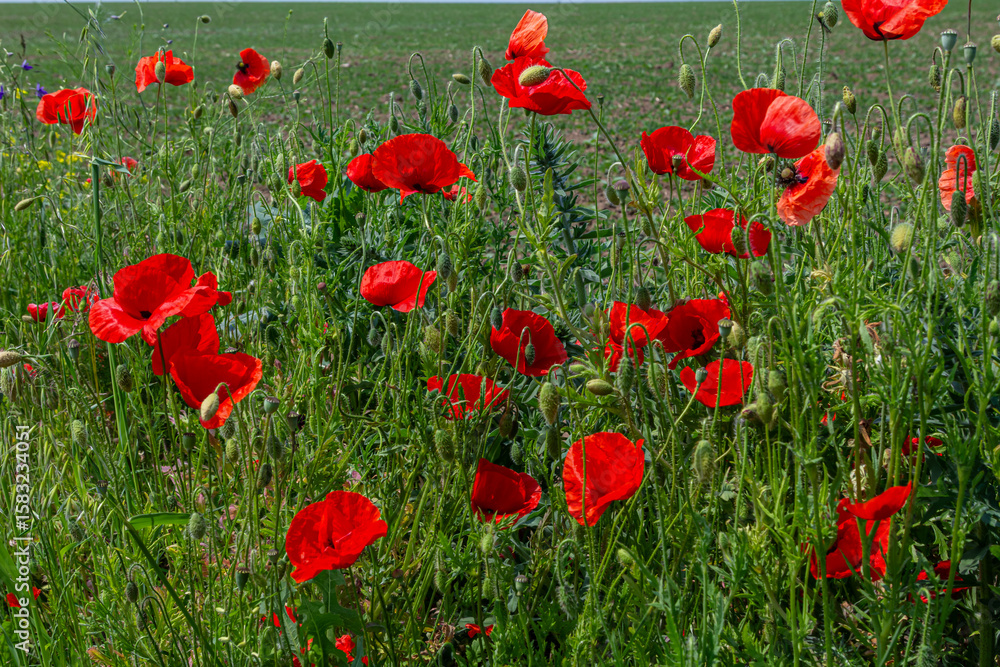 Obraz premium Colorful blooms of Papaver rhoeas thrive in a sunlit field showcasing the vibrancy of corn poppies swaying gently in the breeze during springtime