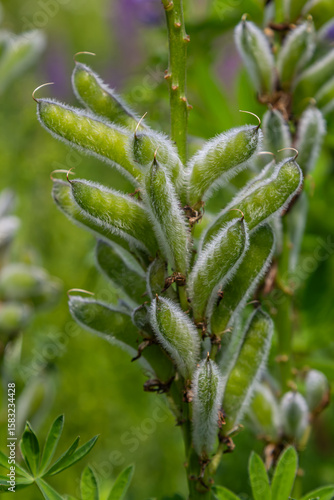 Large-leaved lupine plant showcasing vibrant green seed pods in a lush environment during the summer growing season in a natural landscape