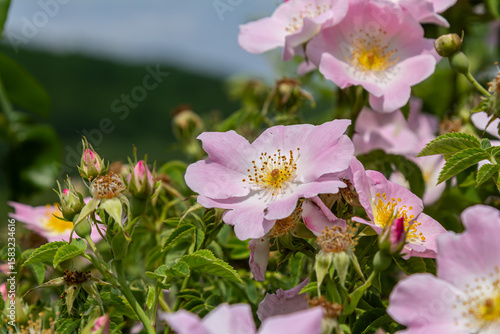 Konstfotografi Blooming rosa canina under a clear sky showcases delicate pink flowers and vibra