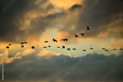 Photography birds in the sky at sunset