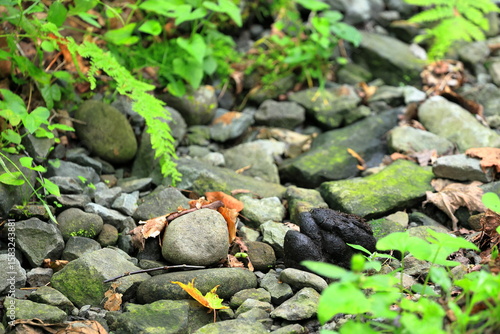 Bear scat on the forest floor, alongside a hiking trail in upstate New York