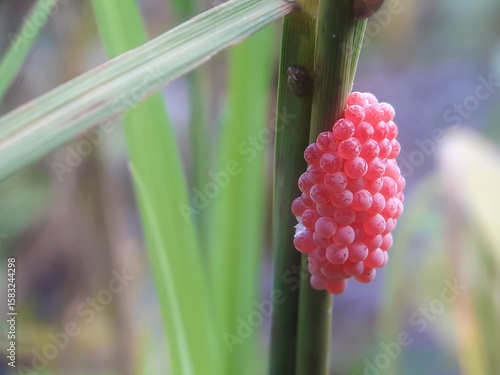 Eggs of the golden apple snail (Pomacea canaliculata), also known as the mulberry snail. These eggs attach to plants and are often found on water surfaces, rice paddy fields, and other objects.