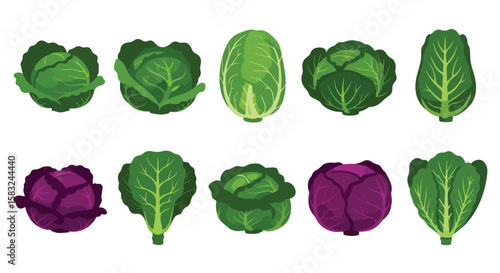 Various cabbage varieties fresh organic farm vegetables colorful vector flat illustration