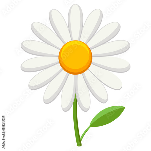 daisy flower isolated on white background