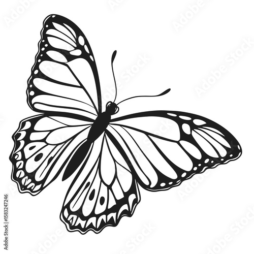 butterfly vector illustration