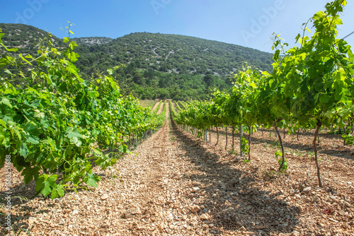 rows of vine vine with green foliage growing in summer and in front of hill u...
