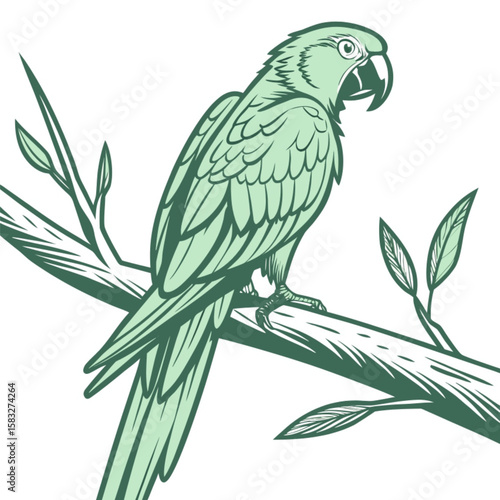 vector illustration of a parrot