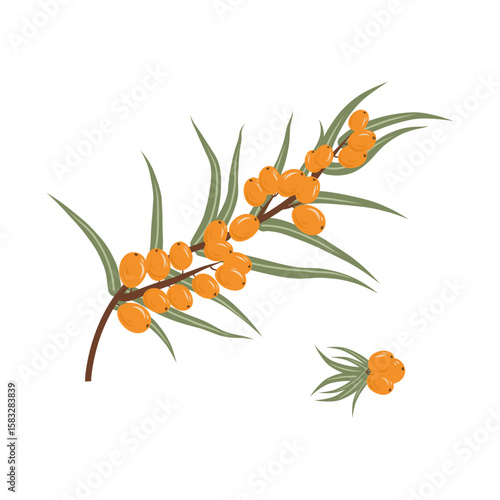 Flat vector illustration of sea buckthorn with leaves and branch, isolated on white background.