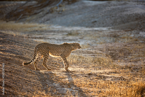 a male cheetah walking in golden light