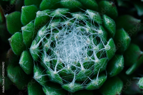 Wallpaper Mural close up of a sempervivum Torontodigital.ca