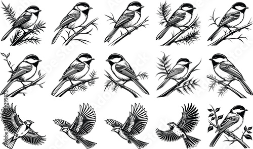 Black and white illustrations of chickadees perched on branches and in flight