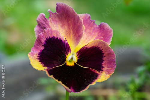 Wallpaper Mural Vila tricolora Torontodigital.ca