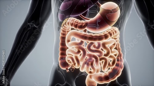 Detailed Medical Animation of Human Digestive System Featuring Stomach and Intestines