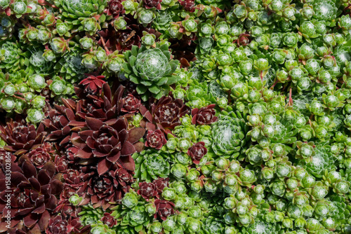 Wallpaper Mural Green and red sempervivum Torontodigital.ca