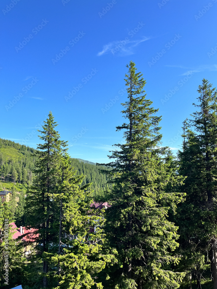 Fototapeta premium Lush green forest with tall pine trees under a clear blue sky.