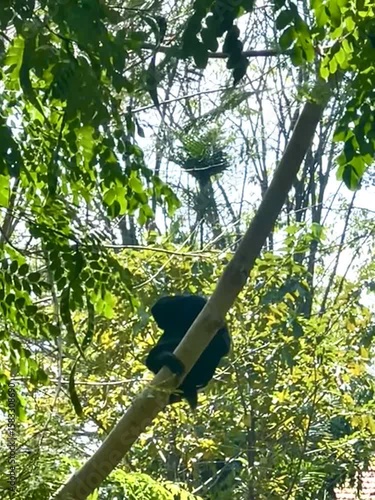 A chimpanzee relaxing on a tree branch in an Indonesian forest. Photographed and videotaped by an amateur using a zoomed-in cell phone camera, the results are less than sharp.
