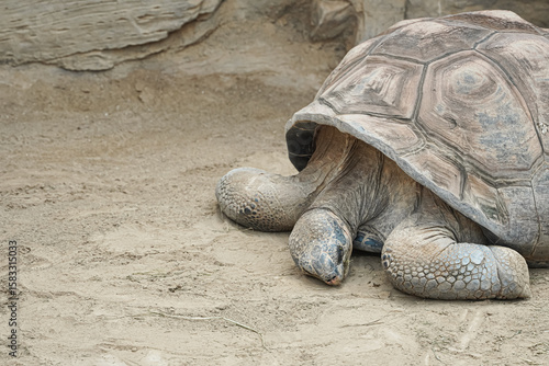 Giant tortoise resting on sandy ground, partially withdrawn into its shell.