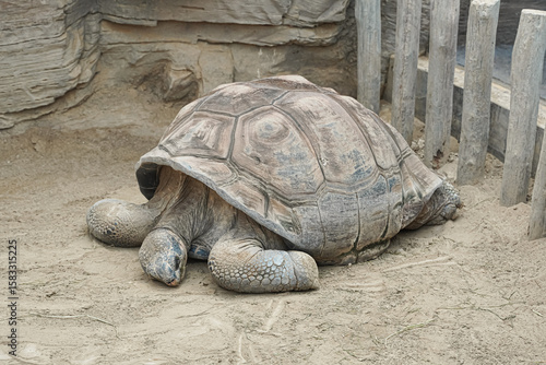 A large tortoise rests in a sandy enclosure, its shell prominently displayed.
