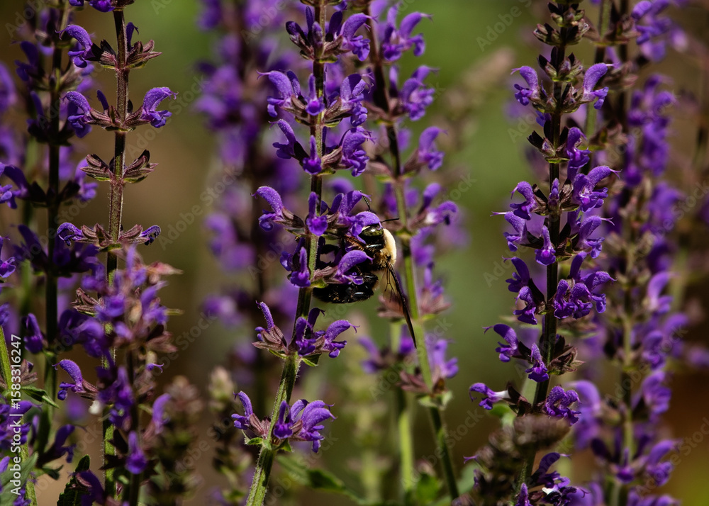 Obraz premium Bumblebee drinking nectar from purple salvia blooms in summer in a garden.