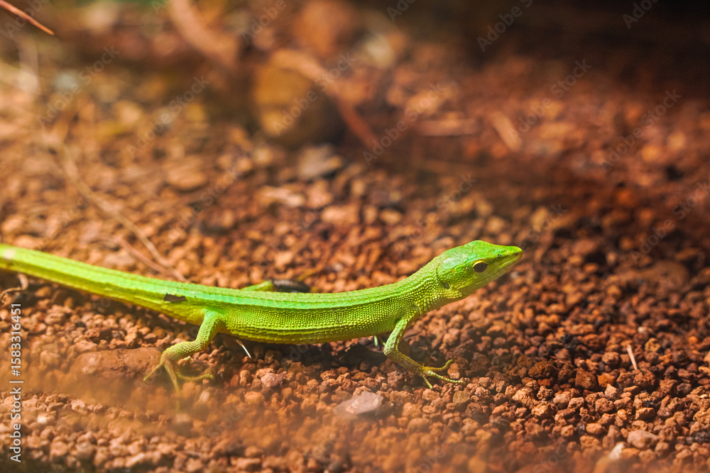 Fototapeta premium A vibrant green lizard crawls across reddish-brown earth, basking in sunlight.