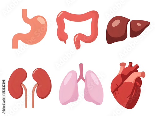 Illustration of human internal organs including the stomach, intestines, liver, kidneys, lungs, and heart.
