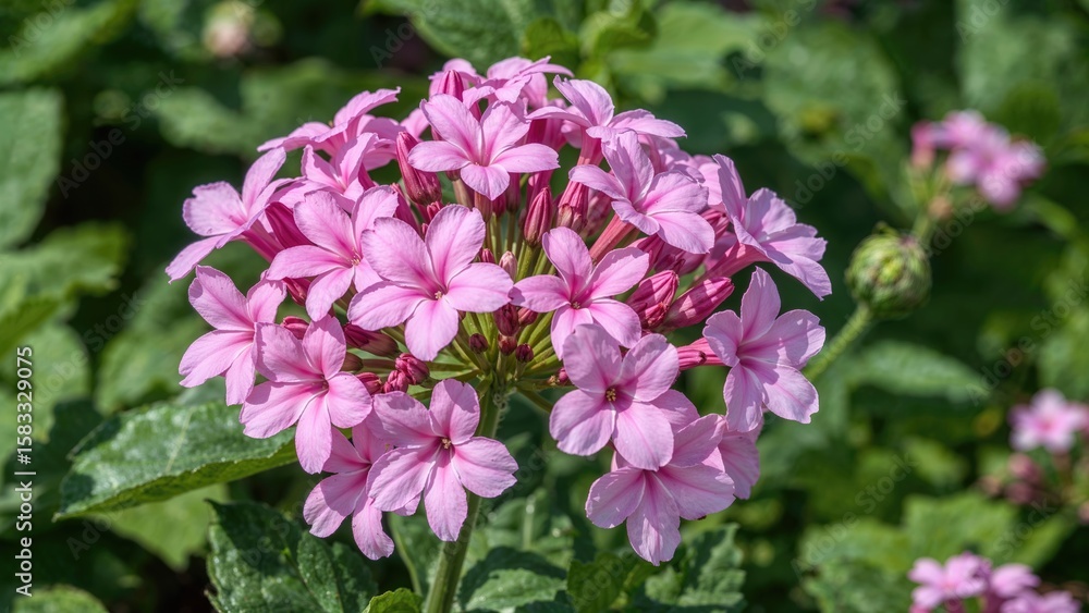 Fototapeta premium Blooming Early Spring Phlox in the Garden