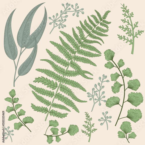 Vector flowers and herbs frame. Design for herbal tea, natural cosmetics, perfume, health care products, aromatherapy. With place for text. Organic. Fern
