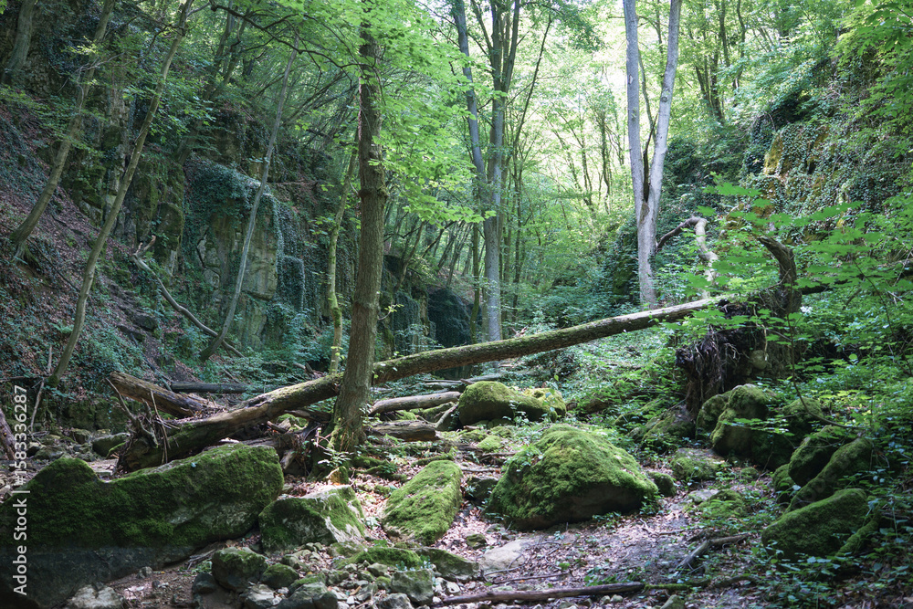 Fototapeta premium trees in a stream bed