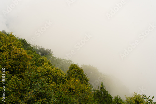 misty morning in the forest