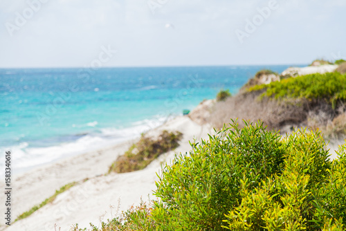 Green coastal plants growing on coastal sand dunes backlit by summer light