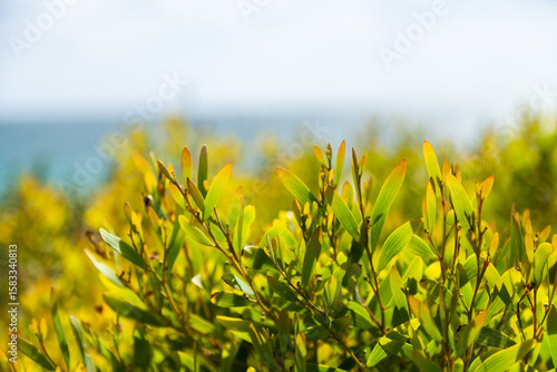 Green coastal plants growing on coastal sand dunes backlit by summer light