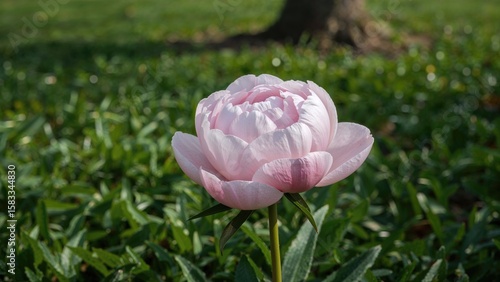 Wallpaper Mural Vibrant pink petals set on a verdant background Torontodigital.ca