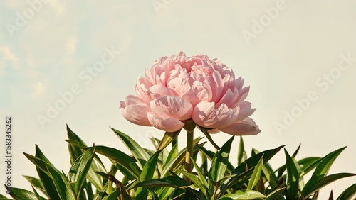 Lush Pink Peony Flower Growing on a Bush