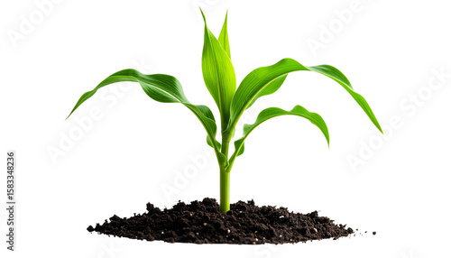 Young Corn Seedling Isolated on White Background