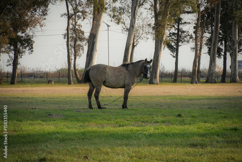 Tableau sur toile Caballo en el parque