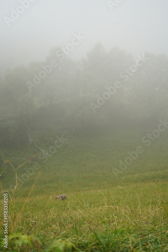 misty morning in the field