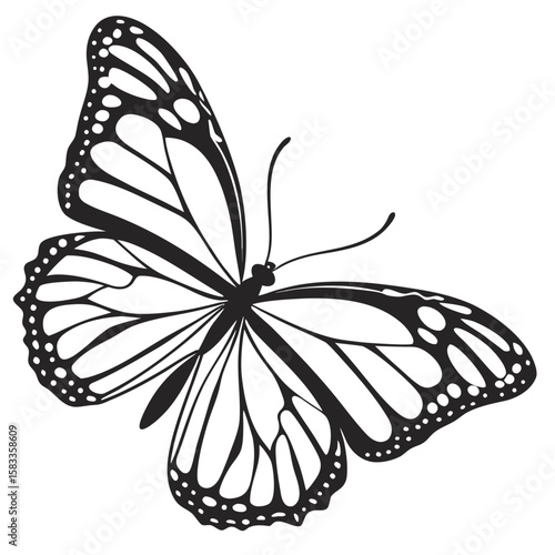 Vector art of a beautiful butterfly with patterned wings isolated on white background