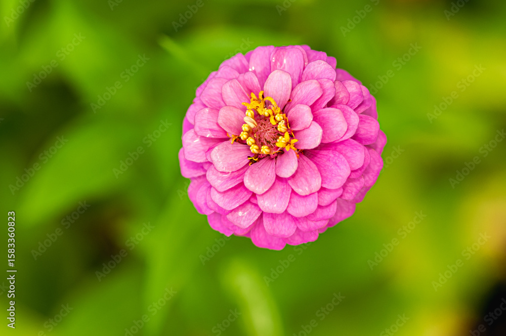 Obraz premium Top view, close distance of, a purple Zinnia flower, in full bloom with a green background