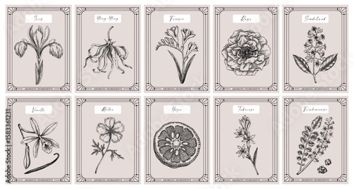 Vector set of botanical perfumery and cosmetic product label templates. Vintage hand-drawn illustration Retro style perfume design concept. NOT AI generated 