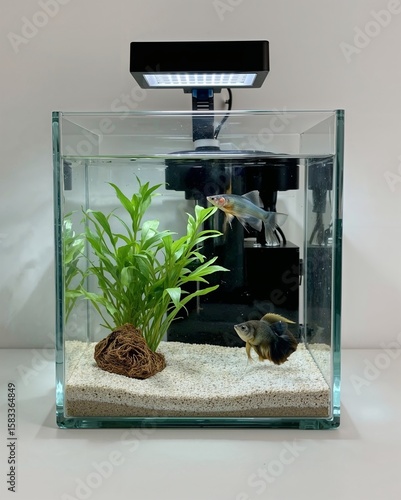 Minimalist nano tank Betta and pygmy corys with sand substrate