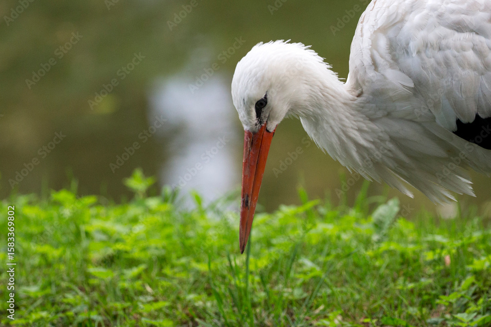 Fototapeta premium White stork in a clearing a portrait