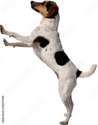 Foto jack russell terrier puppy