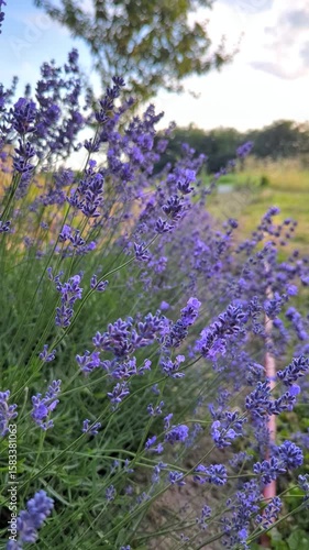 Vertical shots of lavender in a field near a house.