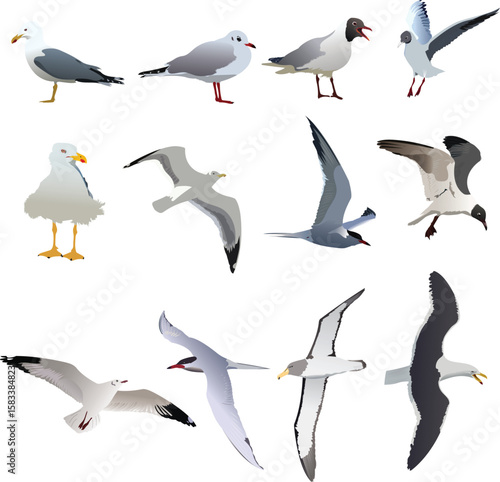 Sea birds set vector illustration on abstract background. Birds set vector.
