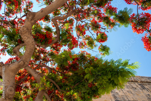 Fototapeta Naklejka Na Ścianę i Meble -  tree with red flowers, Delonix reginae, 