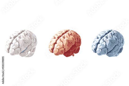 isometric set of human brain models in different colors and angles