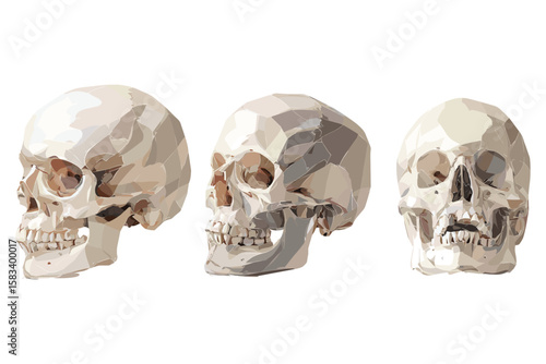 isometric set of human skulls in different viewing angles