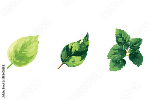 isometric set of fresh green leaves including mint and herbs