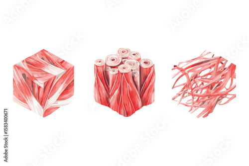 isometric set of muscle fiber anatomy in bundle structure