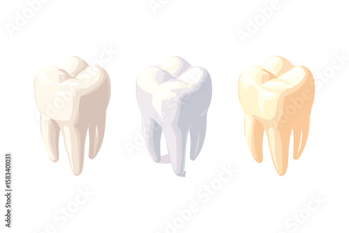 isometric set of teeth in different anatomical views
